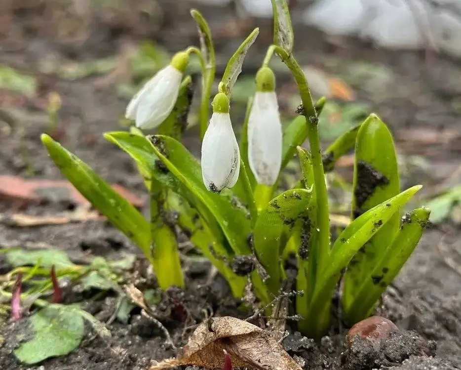 В Казанском зооботсаде расцвели подснежники, радуя посетителей