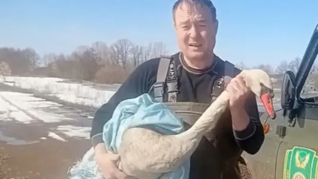 Лебедь-шипун приземлился на ферму в Тумутуке и был выпущен на свободу