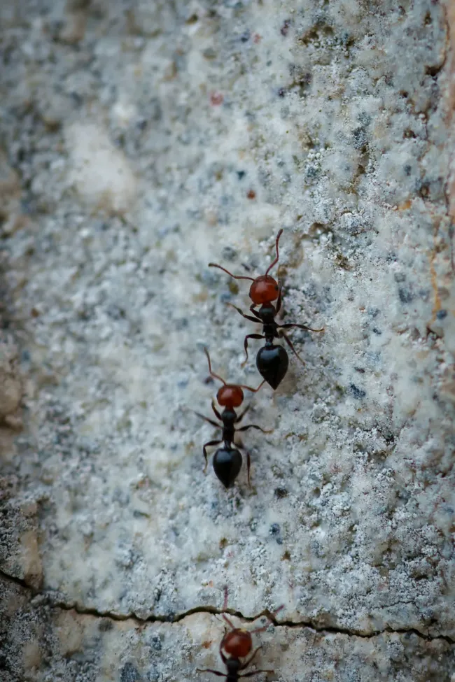 Самодельный ловчий пояс для защиты деревьев от муравьев за 2 ингредиента