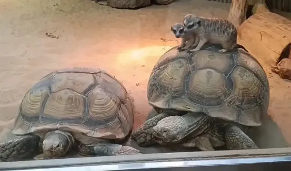 Сурикаты в Казанском зооботсаду используют черепах как транспорт