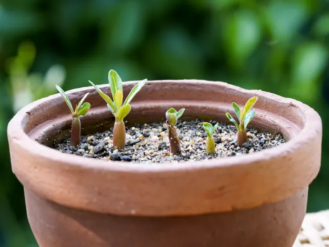 Выращивание абутилона из семян: наслаждайтесь цветением в любое время года
