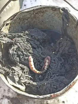 Что жители Челнов смывают в унитаз: коммунальщики рассказали о любопытных находках в канализации