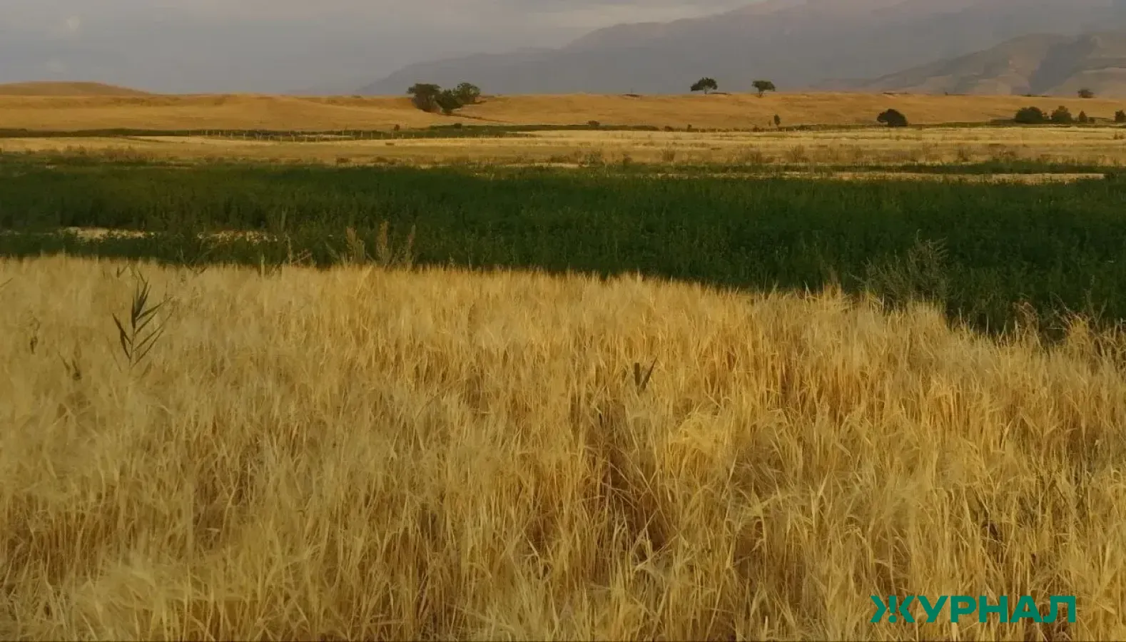 Международная агропромышленная выставка пройдет в Казани с 8 по 10 июля