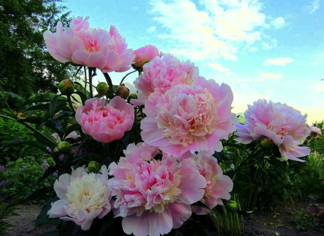 Как правильно ухаживать за пионами весной для обильного цветения