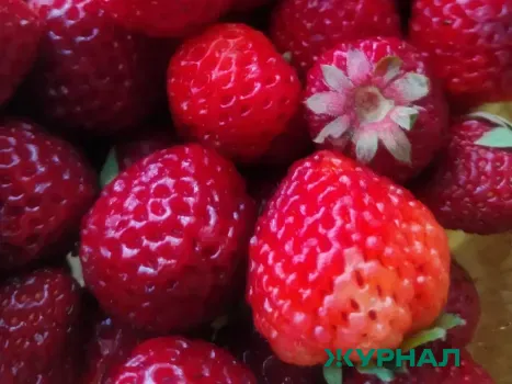 Сезонные ягоды появились на рынках Набережных Челнов