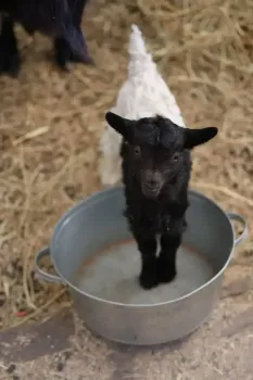 В Казанском зооботсаду родились козлята, горожане могут выбрать имена