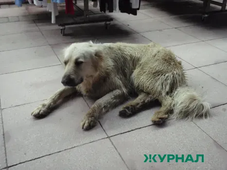 Жители Нижнекамска собрали корм для приюта &laquo;Добрые руки&raquo;