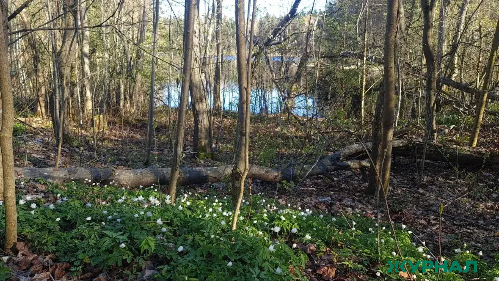 Природоохранная акция «Чистые леса Татарстана» стартует 20 апреля