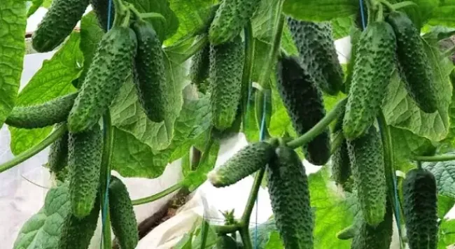 Огурцы за 45 дней: выбираем урожайный гибрид для теплицы и грядки