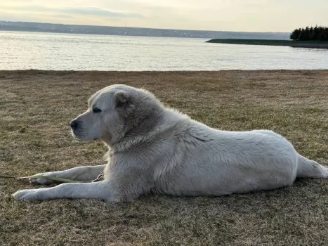Минниханов показал, как провел вечер на берегу Волги с алабаем Акдусом