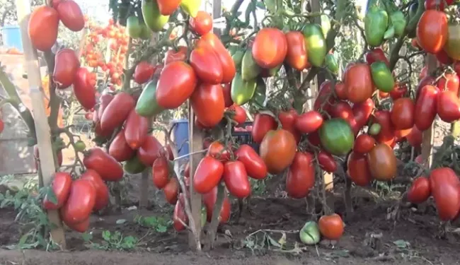 Гибрид томата &laquo;Самкон&raquo;: урожайные плоды для теплиц и открытого грунта