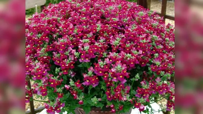 Немезия: как вырастить пышный куст с ароматом лета без особого ухода