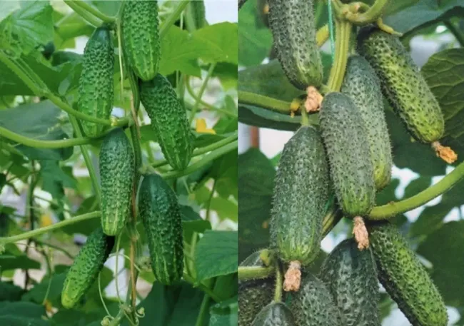 Кустик-хрустик: как вырастить вкусные огурцы без лишних хлопот