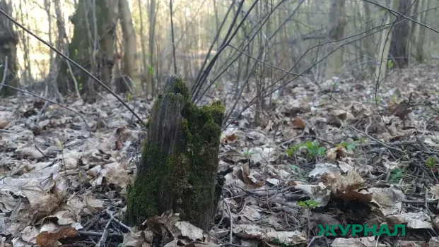 Весенний этап акции &laquo;Чистые леса Татарстана&raquo; стартует 20 апреля