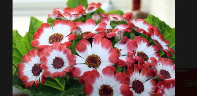 Выращивание цинерарии: советы по рассаде для яркого цветника