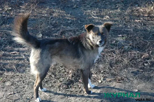 В Татарстане зарегистрировано более 66,3 тысячи собак