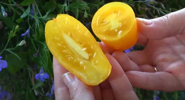 Томат &laquo;Банановые ноги&raquo;: как вырастить урожайные плоды даже в холодное лето