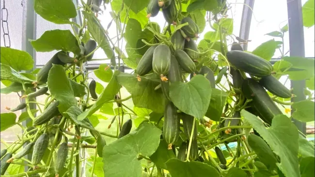 Суперурожайный огурец &laquo;Трюкач&raquo;: как получить до 10 кг с квадратного метра