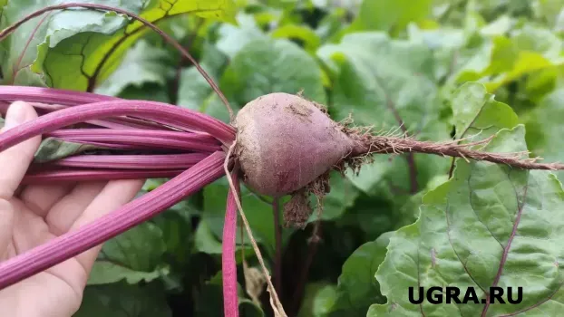 Необычный салат из свёклы и киви: яркое сочетание вкусов для вашего стола