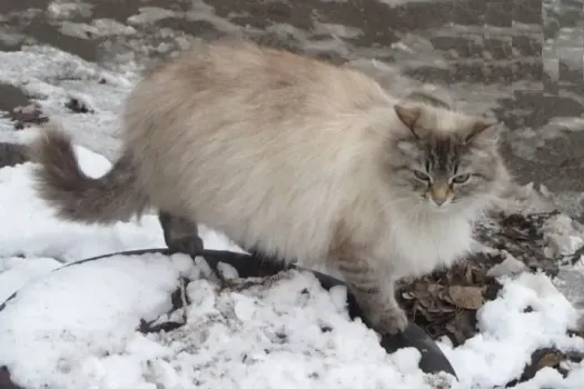 Снегопад в Татарстане: ждать ли еще зимних осадков в апреле