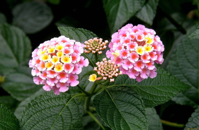 Лантана: как создать цветущую клумбу с весны до осени без лишних забот