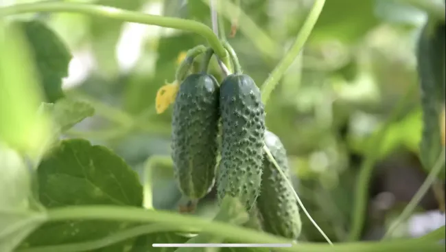 Огурец &laquo;Самородок&raquo;: как вырастить до 12 кг ранних плодов за 45 дней