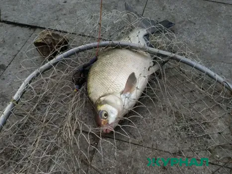 Рост браконьерства в Татарстане: 221 нарушение за первый квартал и планы на нерест