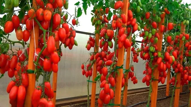 Гибрид томата &laquo;Джекпот&raquo;: 20 кг урожая с квадратного метра без лишних усилий