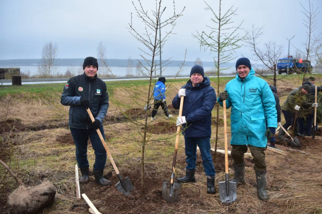 Во время субботника на набережной Таббева в Челнах высадили 300 деревьев