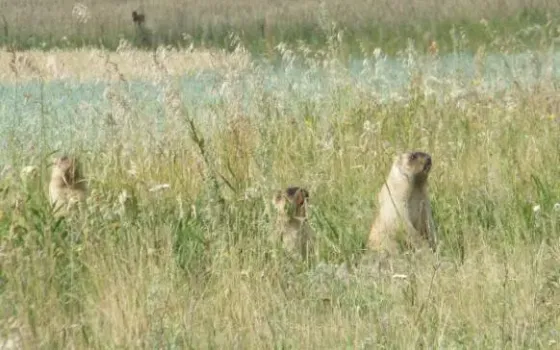Сурок-байбак стал охотничьим ресурсом с жеребьевкой в Татарстане