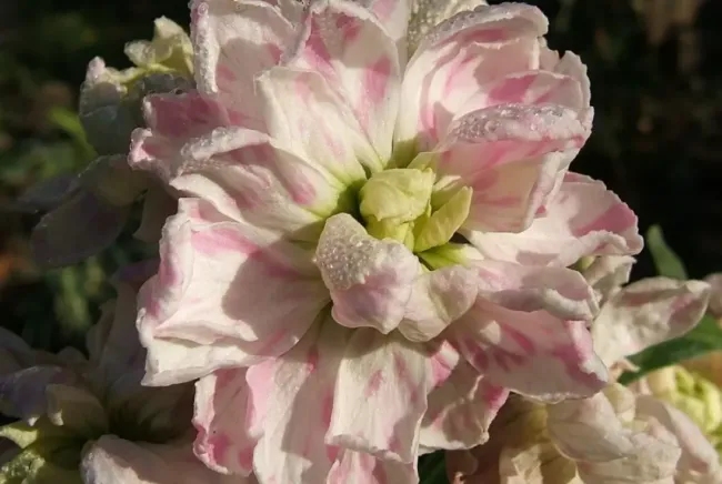 Маттиола кустарничковая: как вырастить ароматный цветник с мая до осени