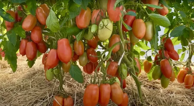 Томат &laquo;Фестиваль F1&raquo;: как вырастить урожайные и красивые плоды на своем огороде