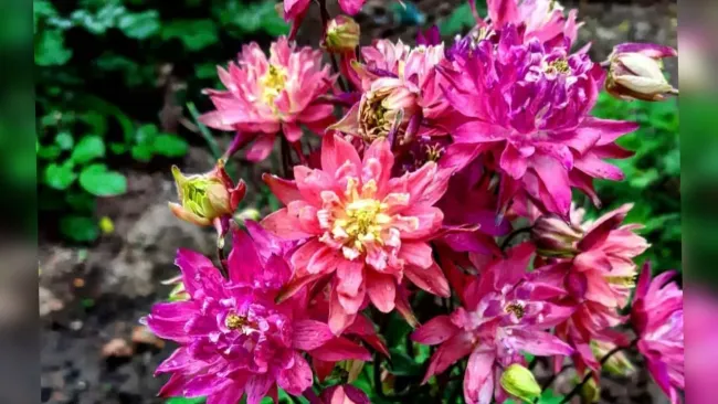 Выращивание аквилегии: 3 сорта, которые преобразят ваш сад