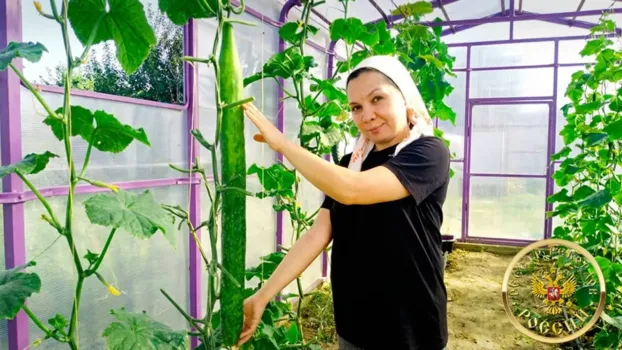 В Салмачах под Казанью вырастили рекордный огурец длиной 93 см