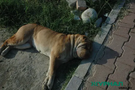 Ожирение домашних животных становится проблемой в Казани