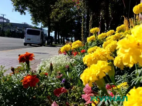 Нижнекамск ждет новые цветочные композиции