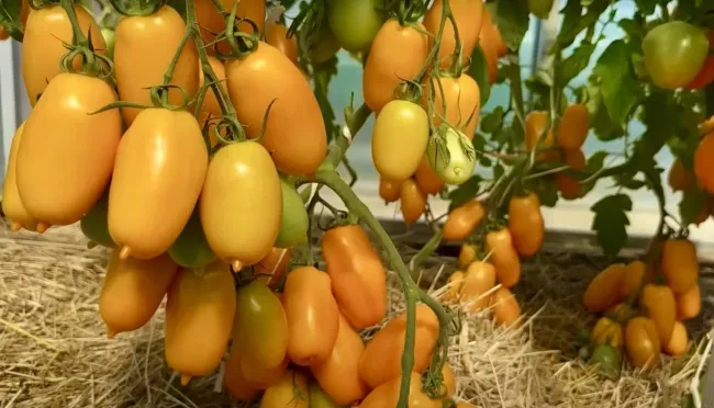 Суперурожайный томат &laquo;Сиеста&raquo;: яркие оранжевые плоды для вашего огорода