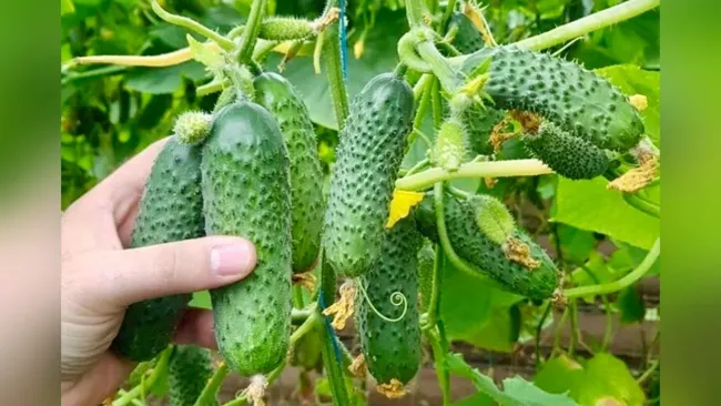 Урожайные огурцы за 38 дней: секреты выращивания гибрида Мадрилене F1