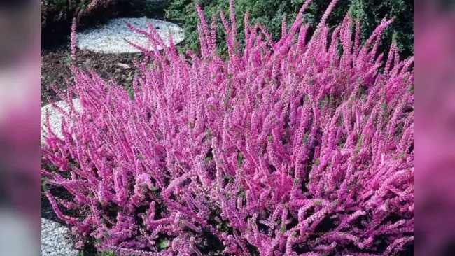 Вереск обыкновенный: как украсить сад яркими цветами с минимальным уходом