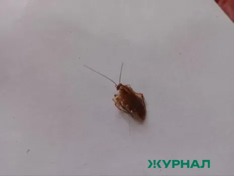 Жилой дом в Набережных Челнов атаковали тараканы