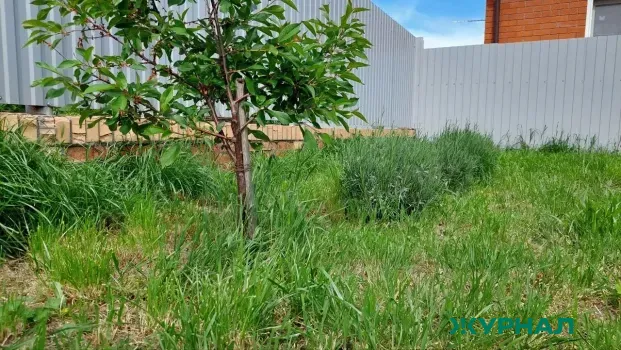 В Татарстане обсудили проблемы садоводов и меры господдержки