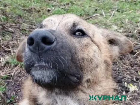 В Татарстане утвердили новые правила работы приютов для животных