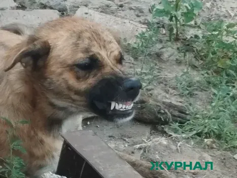В Казани на 43% снизилось число жалоб на бездомных животных