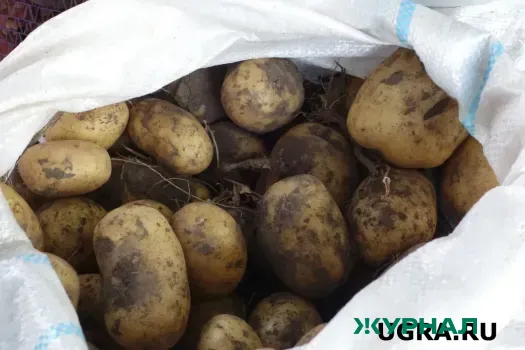 Мария Гарапшина объяснила, когда и как сажать картофель в мае