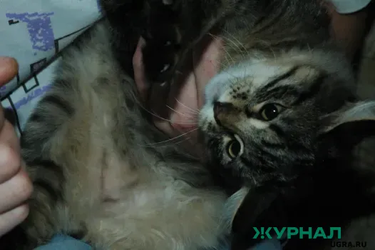 В Набережных Челнах парень спас застрявшую на дереве кошку