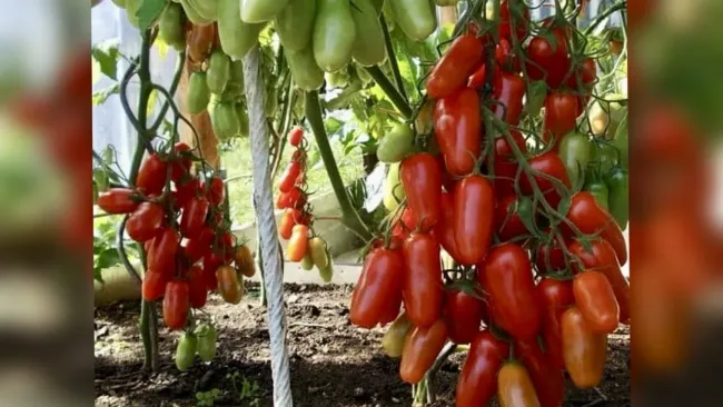 Высокоурожайный томат &laquo;Алый мустанг&raquo;: до 1000 плодов с куста и минимум забот