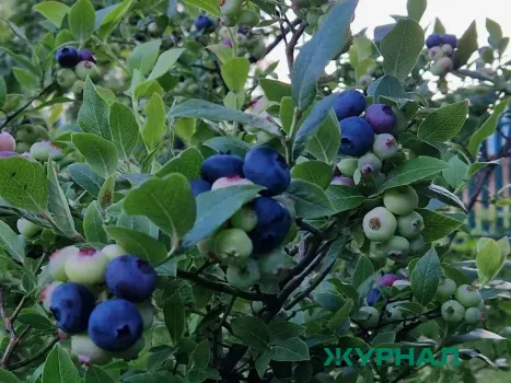 Как правильно посадить голубику садовую: советы агронома из Набережных Челнов